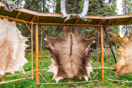 Téléchargez les photos : Des peaux d'animaux bronzées tendues sur une étagère dans un village de l'Alaska pour se vêtir de fourrure - en image libre de droit