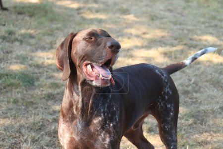 Foto de German Shorthaired Pointer, perro macho de 4 años, hígado y pelaje blanco con garrapatas - Imagen libre de derechos