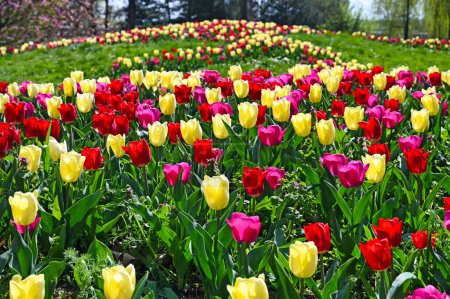 Flor de tulipanes en Kurpark Oberlaa Viena temporada de primavera
