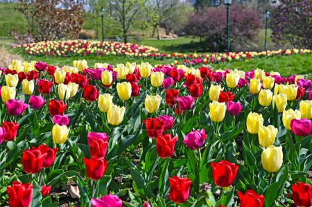 Photo for Tulips in Kurpark Oberlaa Vienna Austria spring season - Royalty Free Image