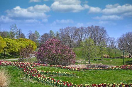 Tulipanes flores y árboles paisaje en Kurpark Oberlaa Viena primavera