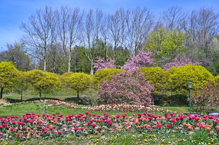 Tulipanes flores y árboles paisaje en Kurpark Oberlaa Viena temporada de primavera