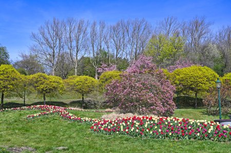 Tulipanes flores y árboles paisaje en Kurpark Oberlaa Viena 