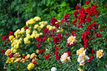 Colorful roses garden in Volksgarten Vienna Austria