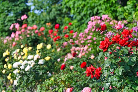 Red roses garden in Volksgarten Vienna Austria