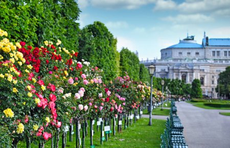 Volksgarten with roses flower garden in Vienna Austria