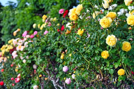 Gelbe Rosen im Volksgarten Wien