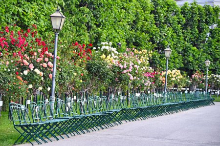 Volksgarten with roses flower garden in Vienna spring season