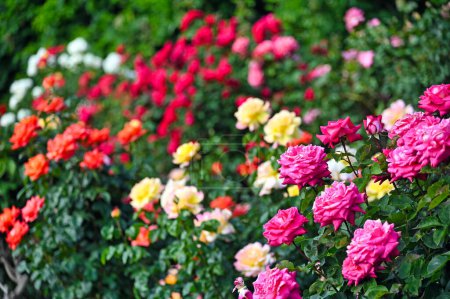 Jardin de roses dans Volksgarten Vienne printemps saison