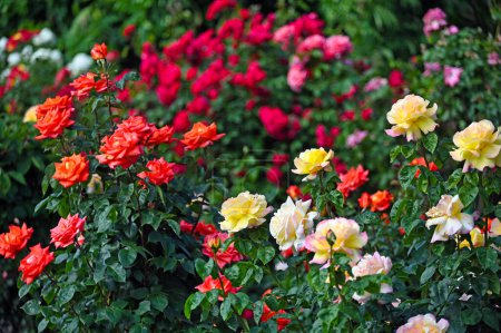 Colorful roses garden in Volksgarten Vienna spring season
