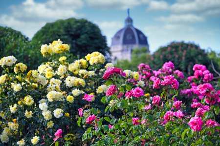 Volksgarten avec jardin de fleurs de roses colorées au printemps viennois