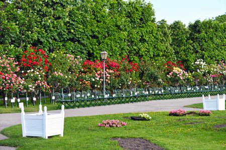 Volksgarten with colorful roses flower garden in Vienna Austria
