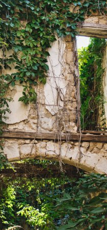 Photo for Plants growing inside of ruins of an old building - Royalty Free Image