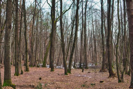 Téléchargez les photos : Forêt tempérée pendant la journée ensoleillée au début de la saison hivernale - en image libre de droit