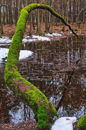 Photo for Old fallen tree  covered with moss over wooded terrain during winter season - Royalty Free Image