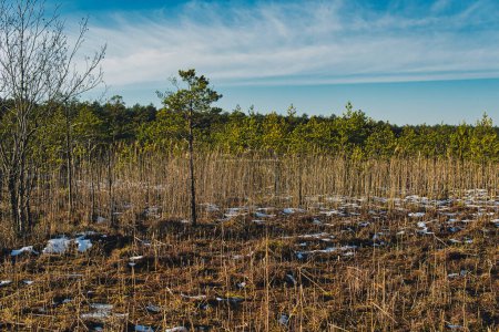 Téléchargez les photos : Petits pins poussant sur tapis flottant dans la région polonaise en Pologne pendant la saison d'hiver - en image libre de droit