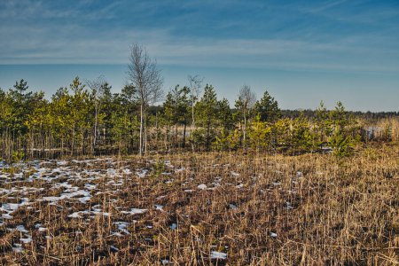 Photo for Small pine trees growing on floating mat at polesie region in Poland during winter season - Royalty Free Image