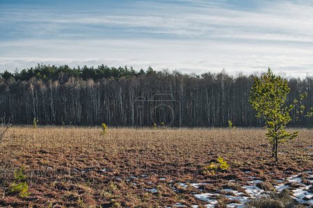 Téléchargez les photos : Petits pins poussant sur tapis flottant dans la région polonaise en Pologne pendant la saison d'hiver - en image libre de droit