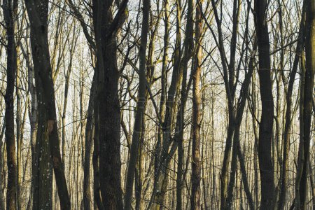 Téléchargez les photos : Forêt tempérée pendant la journée ensoleillée au début de la saison hivernale - en image libre de droit