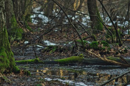 Téléchargez les photos : Aulne carr dans le parc national Poleski en Pologne pendant la saison d'hiver - en image libre de droit