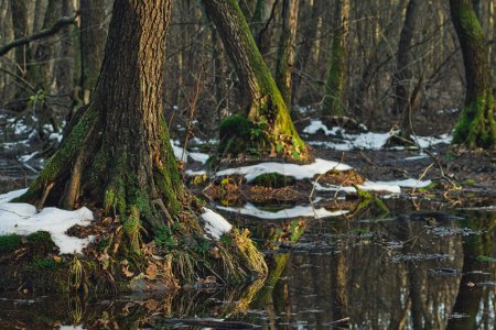 Téléchargez les photos : Aulne carr dans le parc national Poleski en Pologne pendant la saison d'hiver - en image libre de droit