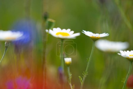 Details of flowery meadow in summertime
