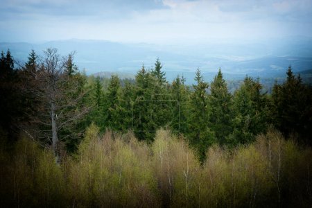 Téléchargez les photos : Forêt déficiente au sommet de la colline - en image libre de droit