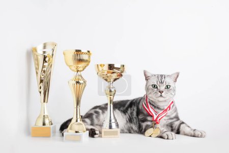 British shorthair silver tabby cat champion with cups and medal. Best in show