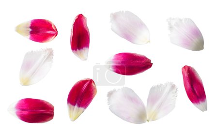 Red and white flower petals floral collection isolated on transparent white background.