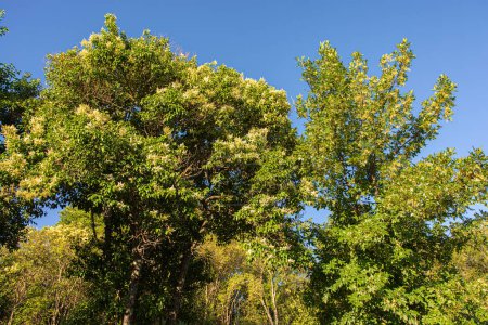 Téléchargez les photos : Green tree crowns against the blue sky - en image libre de droit