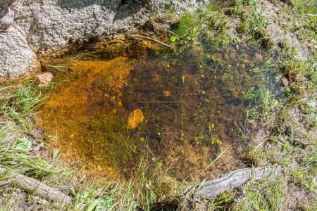 Photo for Transparent puddle formed from the river in the mountains - Royalty Free Image