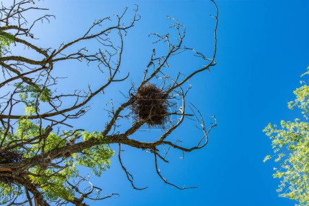 Foto de Bird's nest on a tree against the blue sky - Imagen libre de derechos