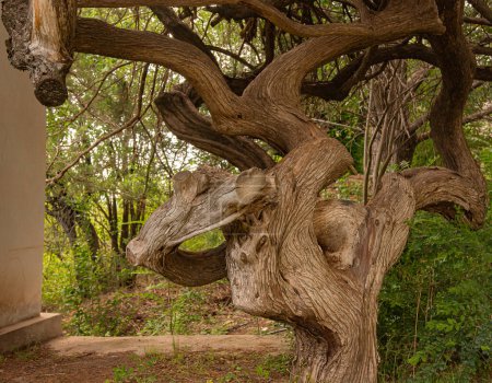 Téléchargez les photos : Textured, curved tree pole. Outdoor - en image libre de droit