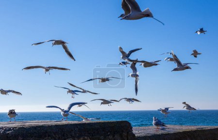 Téléchargez les photos : Mouettes contre le ciel bleu - en image libre de droit