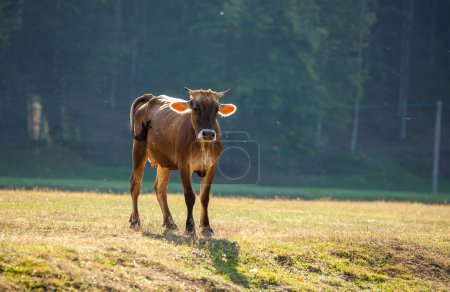 Foto de Calf grazing in the pasture - Imagen libre de derechos