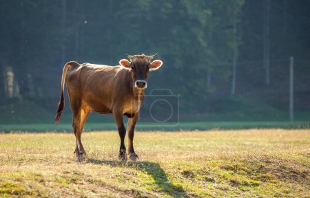 Photo for Calf grazing in the pasture - Royalty Free Image