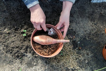 gardener's hands planting sweet potatoes in a pot with earth for germination