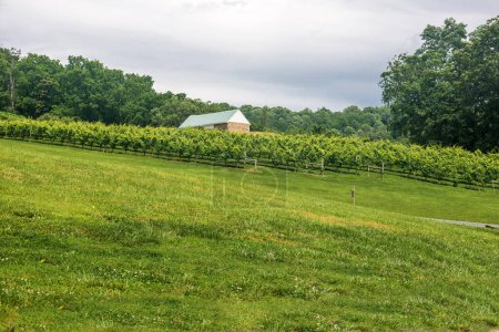 Téléchargez les photos : A farmer's hillside vineyard in  Virginia. - en image libre de droit