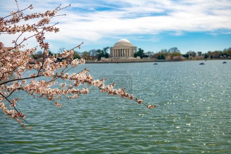 Téléchargez les photos : Des cerisiers fleurissent au Jefferson Memorial de Washington DC. Concentration sélective. - en image libre de droit