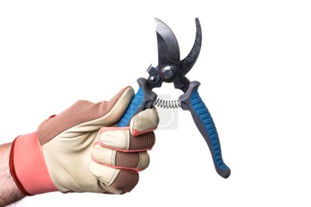 gloved hand holds a garden pruner. Isolated on a white background