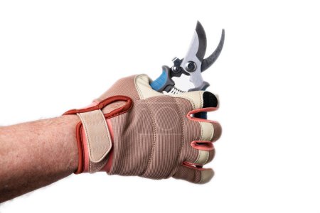 Hand in leather glove holds garden pruning shears, isolated on white background