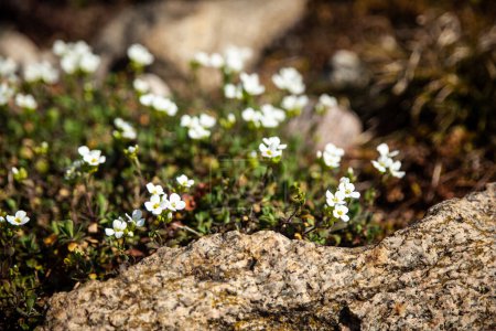 Téléchargez les photos : Arabis blanc (cresson de montagne Schneehaube) dans un jardin de printemps pousse comme un tapis à côté d'une pierre de granit, premières fleurs de printemps - en image libre de droit