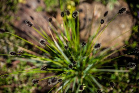 Frühlingsgarten, Sesleria heufleriana wächst und blüht im Garten