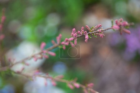 Foto de Tamarix gallica, tamarisco francés: arbusto caducifolio, herbáceo y ramoso cubierto de flores rosadas en un hermoso jardín botánico - Imagen libre de derechos