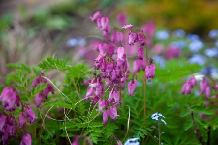 Photo for Dicentra eximia (turkey-corn, fringed wild bleeding-heart). Beautiful botanical garden with green plants and flowers - Royalty Free Image
