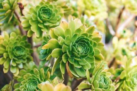 Photo for An Aeonium plant, its lush green leaves forming a tight rosette - Royalty Free Image