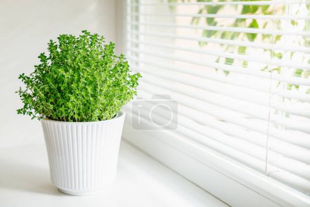 Téléchargez les photos : Une plante soleirolia vibrante poussant dans un pot nervuré blanc, posée sur un rebord de fenêtre avec une douce lumière du soleil filtrant à travers, soulignant l'élégance et la facilité des soins des plantes d'intérieur - en image libre de droit