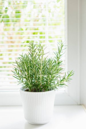 Una planta de romero verde vibrante alojada en una maceta blanca, acanalada, colocada en un alféizar de ventana con la luz natural suave que ilumina sus hojas, mostrando la simplicidad y la belleza de la jardinería interior