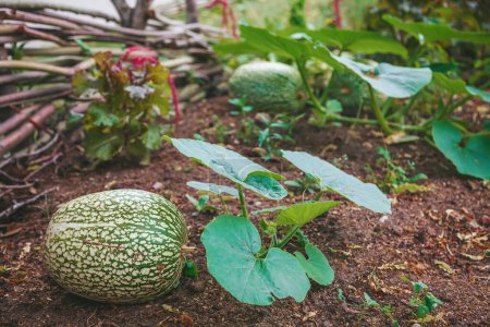 Photo for A garden scene with ripe pumpkins on the ground, surrounded by lush green leaves and soil, illustrating the beauty and productivity of a well-tended garden - Royalty Free Image