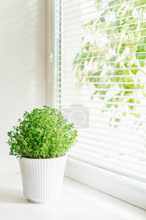 Foto de Una planta de soleirolia sana en una maceta acanalada blanca en un alféizar de ventana, con luz natural suave que mejora su follaje exuberante, demostrando la alegría y tranquilidad del cultivo de plantas de interior - Imagen libre de derechos